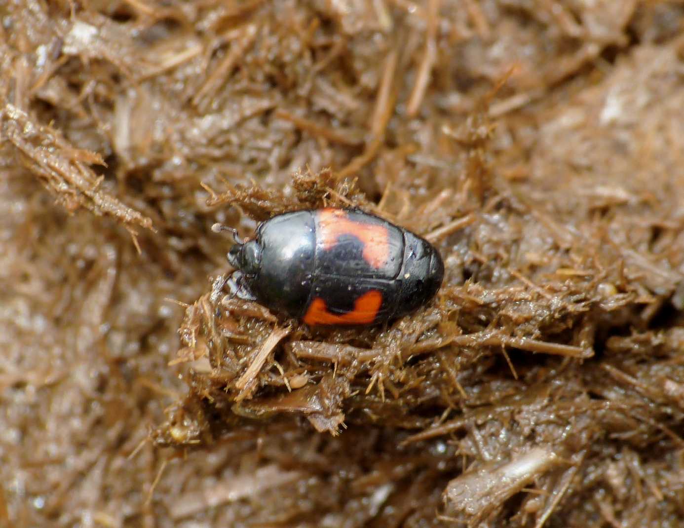 Hysteridae rosso e nero: Hister illigeri illigeri